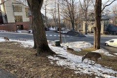 Lehigh University, March 2021, Deer 1, Deer 2, and Deer 3. Submitted by Grant Stidham '24.